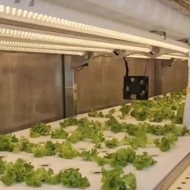 Schifffahrtscontainer Gewächshaus für die hydroponische vertikale Landwirtschaft in der kommerziellen Industrie