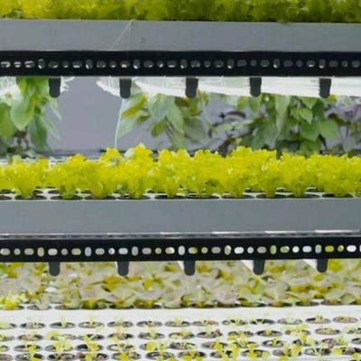 Schifffahrtscontainer Gewächshaus für die hydroponische vertikale Landwirtschaft in der kommerziellen Industrie