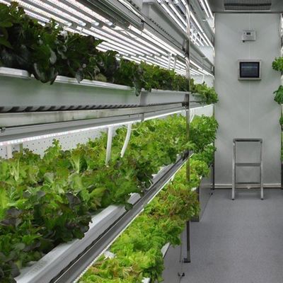 Schifffahrtscontainer Gewächshaus für die hydroponische vertikale Landwirtschaft in der kommerziellen Industrie
