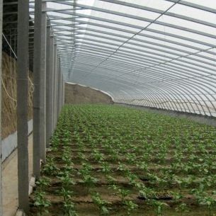 Tomaten Sonnenlicht Gewächshaus optimiertes Bewässerungssystem mit Single Span JX-SG-127