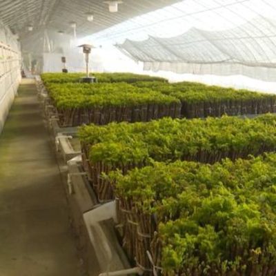 Tomaten Sonnenlicht Gewächshaus optimiertes Bewässerungssystem mit Single Span JX-SG-127