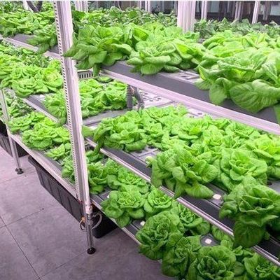 Gewerblicher vertikaler Anbaubetriebsbehälter Gewächshaus mit Hydroponiksystem