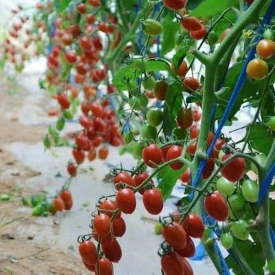 Vorübergehende Heizung Klima-kontrollierter Sonnenstrahl Gewächshaus für Tomaten und Gurken