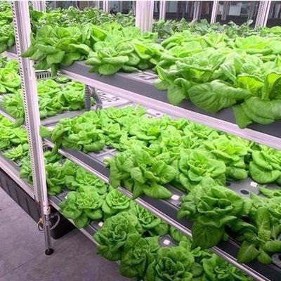 Gemüse-Hydroponisches System Behälter Gewächshaus für vertikalen Anbau Einrichtung JX-CG-103
