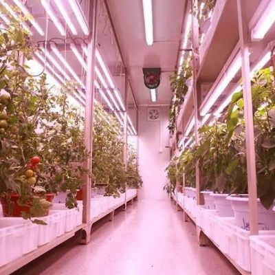 Gemüse-Hydroponisches System Behälter Gewächshaus für vertikalen Anbau Einrichtung JX-CG-103
