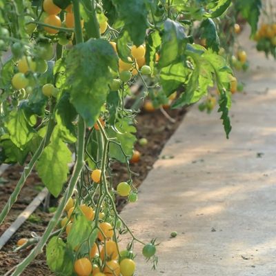 Juxiang Automatische Bewässerung Sonnenlicht Gewächshaus für Gemüse Lüftung und Schatten