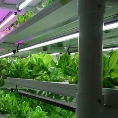 Versatile kommerzielle Gewächshäuser für die hydroponische vertikale Landwirtschaft in Schiffscontainern