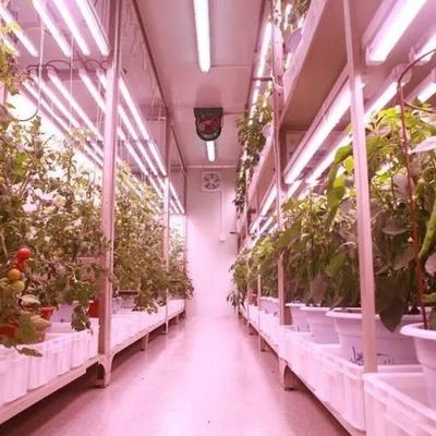 Versatile kommerzielle Gewächshäuser für die hydroponische vertikale Landwirtschaft in Schiffscontainern