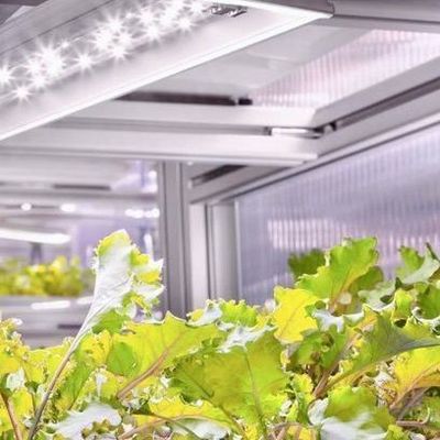 Versatile kommerzielle Gewächshäuser für die hydroponische vertikale Landwirtschaft in Schiffscontainern