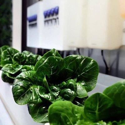 Versatile kommerzielle Gewächshäuser für die hydroponische vertikale Landwirtschaft in Schiffscontainern