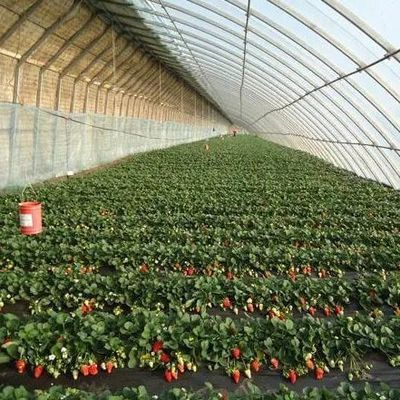 Sonnenstrahlverstärkte Gewächshäuser für den Tomatenanbau Doppelschicht und Bogendach