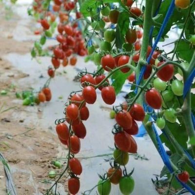 Sonnenstrahlverstärkte Gewächshäuser für den Tomatenanbau Doppelschicht und Bogendach