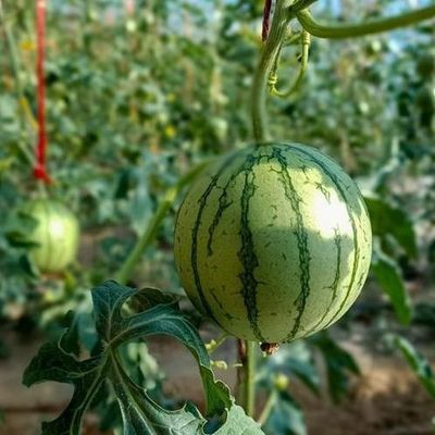 Doppelschicht-Gewächshaus für Gemüseanbau und temporäre Heizproduktivität