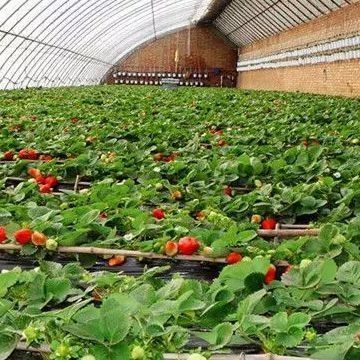 Doppelschicht-Gewächshaus für Gemüseanbau und temporäre Heizproduktivität