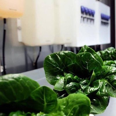 Vertikaler Landbau Hydroponik Gewächshaus in 40HQ Reefer Container mit Stahlkonstruktion