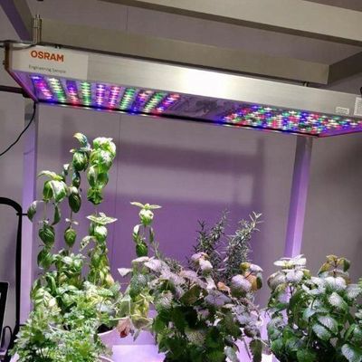 Vertikaler Landbau Hydroponik Gewächshaus in 40HQ Reefer Container mit Stahlkonstruktion