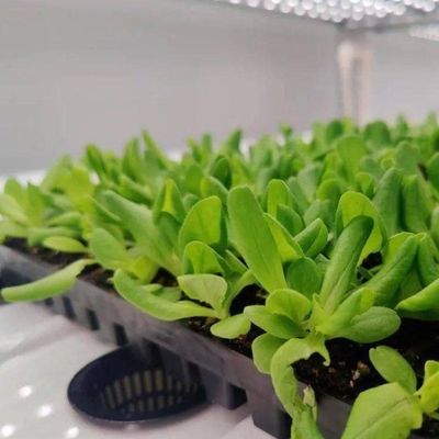 Vertikaler Landbau Hydroponik Gewächshaus in 40HQ Reefer Container mit Stahlkonstruktion