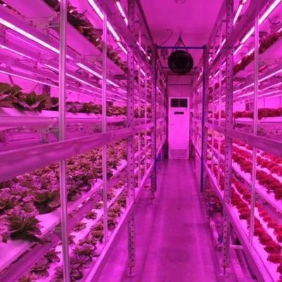Vertikaler Landbau Hydroponik Gewächshaus in 40HQ Reefer Container mit Stahlkonstruktion