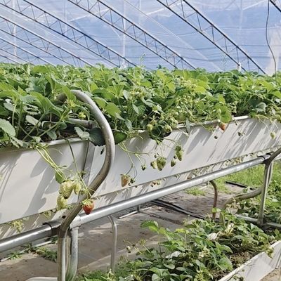 Kommerzielle Tomatenzüchtung Sonnenlicht Gewächshaus mit Versandkosten und Design