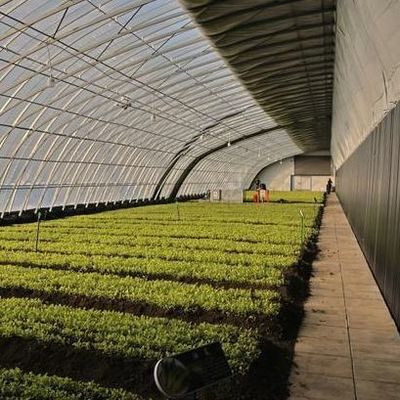 Kommerzielle Tomatenzüchtung Sonnenlicht Gewächshaus mit Versandkosten und Design
