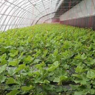 Kommerzielle Tomatenzüchtung Sonnenlicht Gewächshaus mit Versandkosten und Design