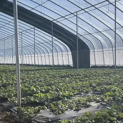 Vorgeschrittenes Sonnenlicht-Gewächshaus für Gemüse mit Feuchtigkeitskontrolle und optimalem Pflanzenwachstum