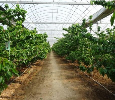 Revolutionäre hydroponische vertikale Anbautechnologie für Schiffscontainer Gewächshäuser