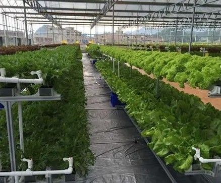 Revolutionäre hydroponische vertikale Anbautechnologie für Schiffscontainer Gewächshäuser