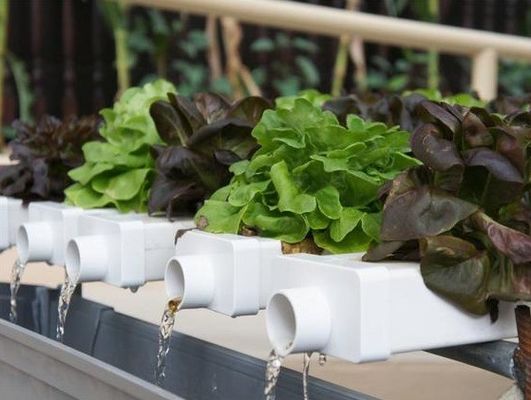 Revolutionäre hydroponische vertikale Anbautechnologie für Schiffscontainer Gewächshäuser