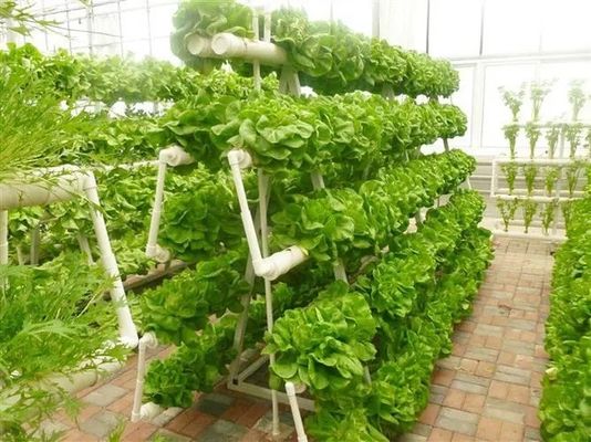 Revolutionäre hydroponische vertikale Anbautechnologie für Schiffscontainer Gewächshäuser