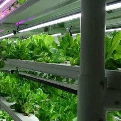 Vertikaler Landwirtschaftsbehälter Gewächshaus mit hydroponischer Innovation in US-Währung