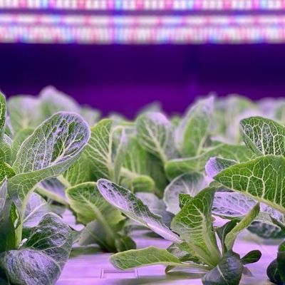 Vertikaler Landwirtschaftsbehälter Gewächshaus mit hydroponischer Innovation in US-Währung