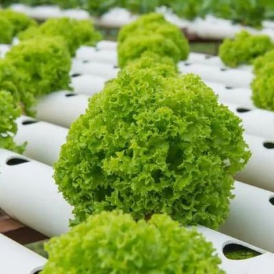 Gewächshaus mit mehreren Spannweiten für Hydroponik und Vorteile der vertikalen Landwirtschaft