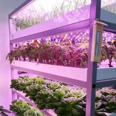 Gewächshaus mit mehreren Spannweiten für Hydroponik und Vorteile der vertikalen Landwirtschaft