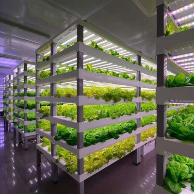 Gewächshaus mit mehreren Spannweiten für Hydroponik und Vorteile der vertikalen Landwirtschaft