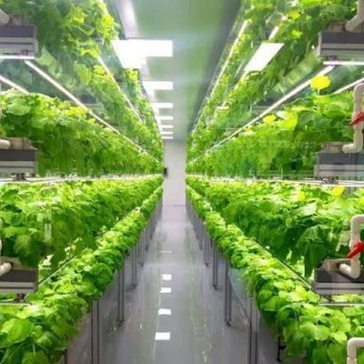 Gewächshaus mit mehreren Spannweiten für Hydroponik und Vorteile der vertikalen Landwirtschaft
