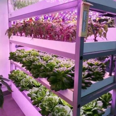 Gewächshaus mit mehreren Spannweiten für Hydroponik und Vorteile der vertikalen Landwirtschaft