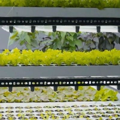 Anpassung JX-CG-125 Vertikaler Landwirtschaftsbehälter Gewächshaus mit hydroponischem System