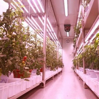Anpassung JX-CG-125 Vertikaler Landwirtschaftsbehälter Gewächshaus mit hydroponischem System