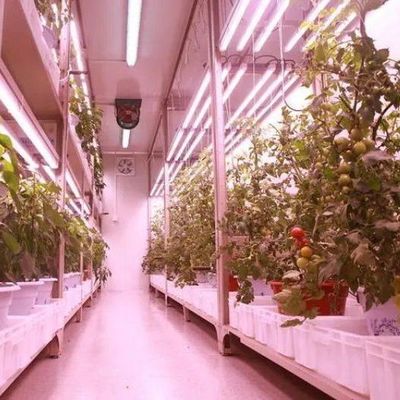 Schifffahrt Container Vertikale Landwirtschaft Gewerbliches Gewächshaus mit Hydroponik Innovation