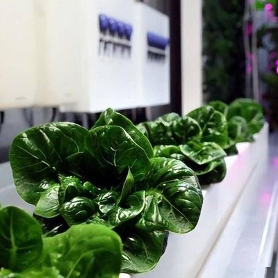 Schifffahrt Container Vertikale Landwirtschaft Gewerbliches Gewächshaus mit Hydroponik Innovation
