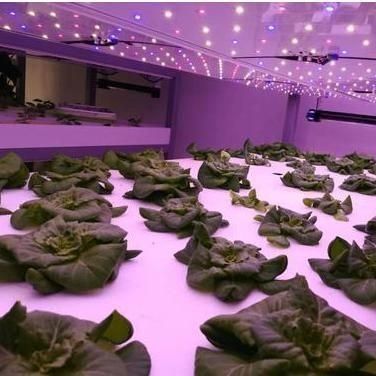 Schifffahrt Container Vertikale Landwirtschaft Gewerbliches Gewächshaus mit Hydroponik Innovation