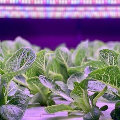 Schifffahrt Container Vertikale Landwirtschaft Gewerbliches Gewächshaus mit Hydroponik Innovation