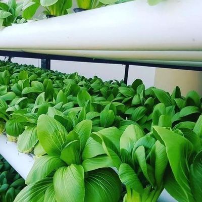 Vertikaler Landwirtschaftsbehälter Gewächshaus in 40HQ Reefer mit hydroponischem Behälter