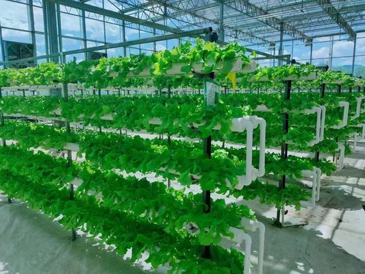 Vertikaler Landwirtschaftsbehälter Gewächshaus in 40HQ Reefer mit hydroponischem Behälter