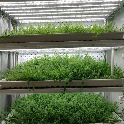 Stahlüberdeckung Hydroponischer vertikaler Anbaubetrieb Gewächshaus mit fortschrittlicher Technologie