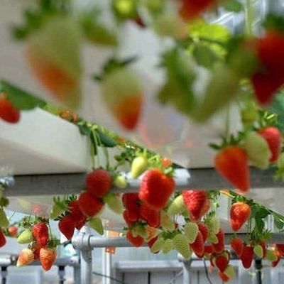 Stahlüberdeckung Hydroponischer vertikaler Anbaubetrieb Gewächshaus mit fortschrittlicher Technologie
