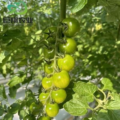 Hydroponisches Anpflanzen Mehrspannung Gewächshaus für Gemüse/Tomaten 200 Mikron Filmdeckel