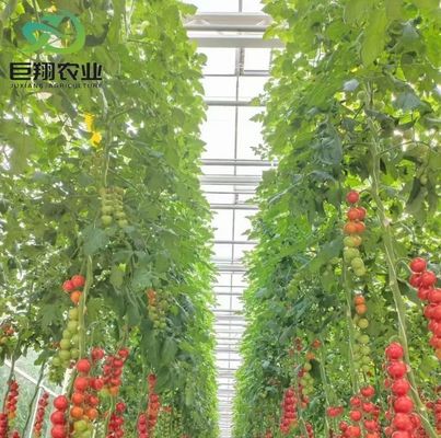 US-Währung Juxiang Landwirtschaftliche Nft Hydroponik-System Glas Gewächshaus für Gemüse