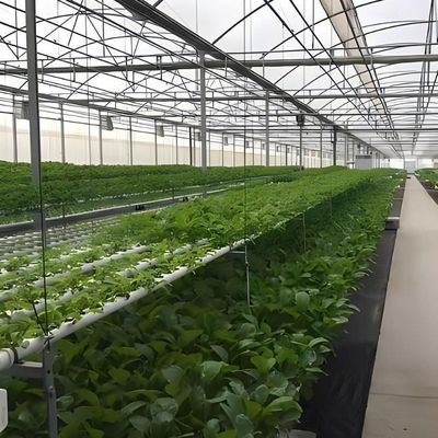 Mehrspannungs-Hydroponisches System für die Gewächshausverpackung mit Farmfilm Bruttogewicht 2000.000kg